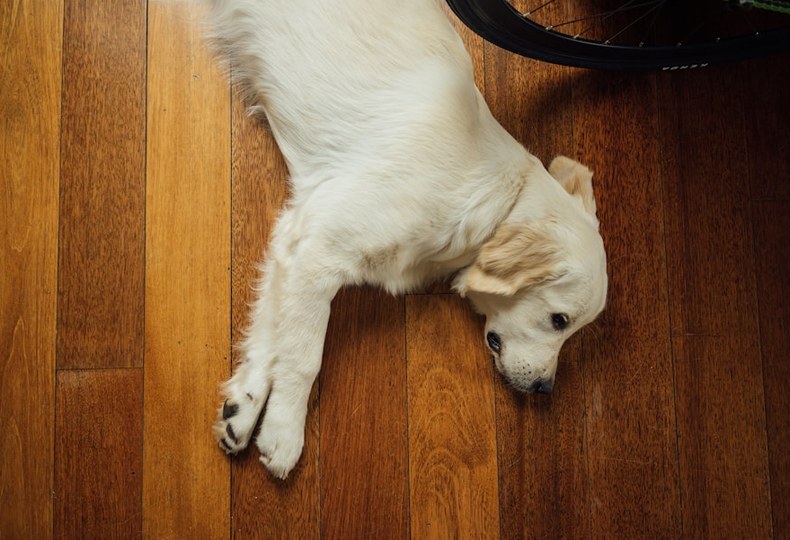 A golden retriever stretched out asleep on a warm, freshly finished floor.